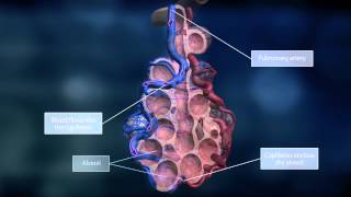 The Lungs and the Pulmonary Circuit [upl. by Bern]