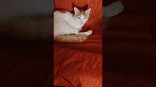 Bonding between cat and kitten ❤️❤️viralvideo kittens catlover [upl. by Holofernes]