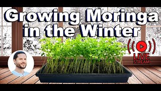 How To Eat Fresh Moringa Greens All Winter  Grow Tropical Trees Indoors  Moringa Microgreens Kit [upl. by Olivia85]