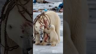 A heartfelt tale of sailors rescuing a severely injured mother polar bear trapped in a netpolarbear [upl. by Ajram]