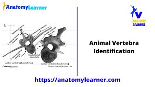 Animal vertebrae identification 2  thoracic lumbar vertebrae [upl. by Irpac624]