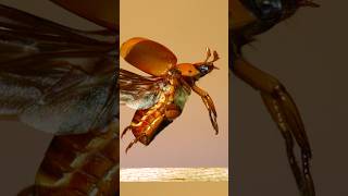 Scarab beetles in flight insects entomology science [upl. by Amrac550]