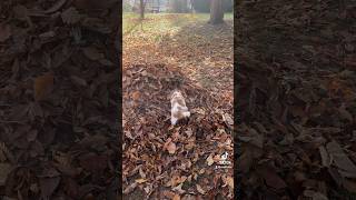 Vypadl mi první zoubek cavalier puppy cavalierlove agility cavalierfamily love tiktok [upl. by Neysa426]