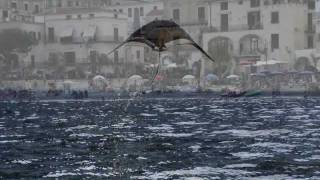 flying fish  pesci volanti by Tony di Maio [upl. by Rivy108]