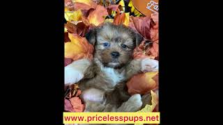 Shorkie puppies wwwpricelesspupsnet [upl. by Sevy]