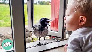 Wild Crow Knocks On Window To Play With His Baby Friend Every Day  Cuddle Buddies [upl. by Miran]