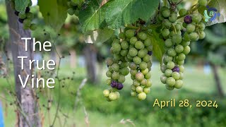 The True Vine  April 28 2024 [upl. by Hajar]