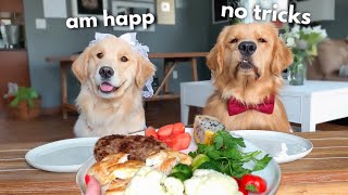 Dog Reviews Food With Wife  Tucker Taste Test 18 [upl. by Solotsopa]