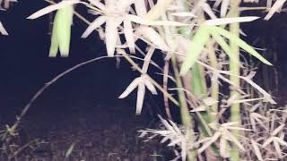 most haunted forest😱 फस गया भयानक जंगल मे [upl. by Sinnel127]