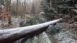 Oberndorf Neckar südwestlich Sturmschäden vom Sturm Sabrina  11022020 – 13022020 [upl. by Scevor]