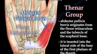 Muscles Of The Hand Thenar amp Hypothenar Groups  Everything You Need To Know  Dr Nabil Ebraheim [upl. by Brod]