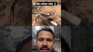 King cobra snake underground 🐍😲snake snakevideo snakes Monyshortfilm KrishnaReaction [upl. by Nyleda]