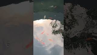 Golden fish Yara antha paiyanvibevimal yaraanthapayanshorts viral viewsviralvideosubscribers [upl. by Niamor665]