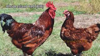 Heritage Chicken Top 4 Pure Breed Chickens for Meat and Egg Productions [upl. by Inafets]