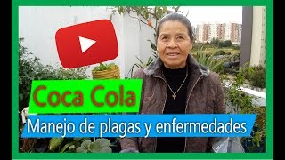 Cómo preparar un insecticida casero para plantas con Coca Cola te SORPRENDERÁS 🧐🧐 [upl. by Nnaeus]