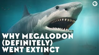 Why Megalodon Definitely Went Extinct [upl. by Ingra]