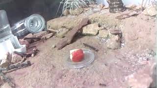 🐜 Arena Day 1435 1 Messor Barbarus Ant Farm Video Diary [upl. by Anivad426]