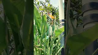 Bird of Paradise Plant youtubeshorts plantlover gardening birdofparadise [upl. by Assital]