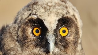 4 12 minutes documentary about Longeared Owl nest  Cyprus  by George Konstantinou [upl. by Naruq117]