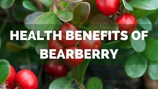 Health Benefits Of Bearberry Common Uses Of Bearberry Leaf [upl. by Zurheide]