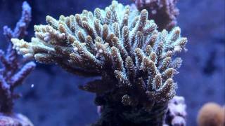 Acropora millepora [upl. by Adleremse931]