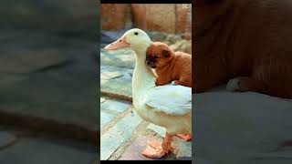 Lost Puppy Finds a Mother in a Duck [upl. by Immot590]