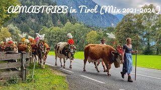 🇦🇹Almabtrieb in Tirol 20212024 🐮🐄❤️Zillertal Alpbachtal [upl. by Domenic]