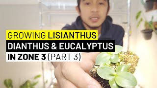 Growing Lisianthus Dianthus amp Eucalyptus From Seed on Soil Blocks in Zone 3 Part 3 [upl. by Arivle369]