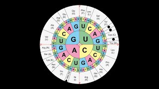 BIO6 Proteinesynthese les 1 [upl. by Essyla]