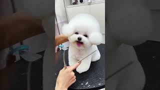 Bichon Frise Style Trimming！petgroomingscissors petcarescissors scissors [upl. by Sisile]