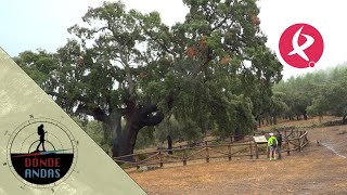 ‘El abuelo’ un alcornoque extremeño de 300 años considerado árbol singular  Dónde andas [upl. by Dahsar]