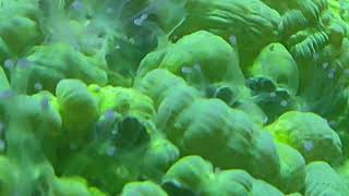 coral LPS caulastrea Hulk comiendo [upl. by Naashar440]