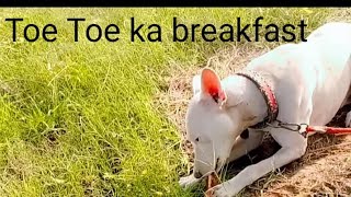 toetoe ka breakfast millionviews breakfast shortsvideo followformore minivlog view fyp [upl. by Darmit]