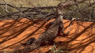 Coast to Goldfields Safari 2024 Hill View Station  Mertondale…Western Australia [upl. by Nothgierc192]