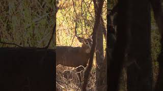 In his Element ozonics ozonicshunting youtubeshorts shorts bowhunting [upl. by Sheff]