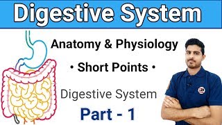 Digestive System  Anatomy amp Physiology Golden Points  Part  1 [upl. by Starkey738]