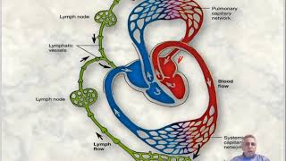 Histology of The Cardiovascular Tissues [upl. by Felizio]