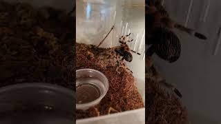 mexican red knee tarantula climbing 🕷🕸 [upl. by Barnum]