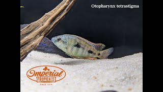 Otopharynx tetrastigma Sand Diving Escape [upl. by Alomeda]