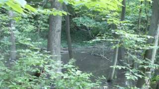 Ohios Vernal Pools Monitoring a Vernal Pool [upl. by Patti]