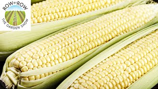 SWEET CORN GENES EXPLAINED  THE BEST NONGMO VARIETIES [upl. by Akilak]