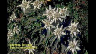 فرهاد  گل یخ Edelweiss  Farhad Gole Yakh [upl. by Enelyahs711]