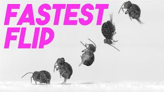 Springtails do the fastest backflip on earth [upl. by Nwadahs]