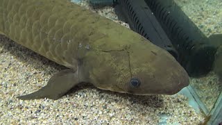 ネオケラトドゥス Queensland Lungfish Neoceratodus forsteri オーストラリアハイギョ [upl. by Yaf]