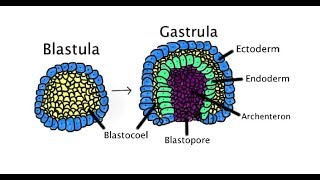 GASTRULASYON en basit anlamda [upl. by Phalan]