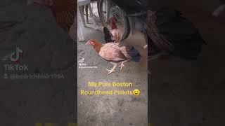 Boston Roundhead Pullets [upl. by Adikram]