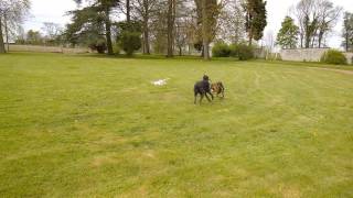 Deerhound VS Greyhound quotArthur et Henegquot [upl. by Ainot]