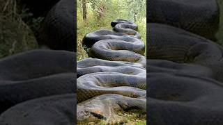 Largest Snake Of All Time 😱 [upl. by Goldston715]