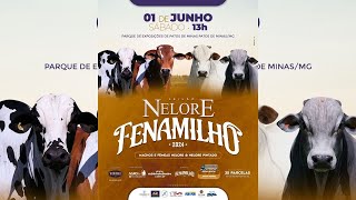 LEILÃO NELORE FENAMILHO  PATOS DE MINAS MG [upl. by Nnybor485]