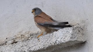 Grillaio  Lesser Kestrel Falco naumanni [upl. by Ariew]